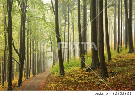 Early autumn beech forest in the fog 32202331