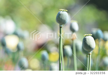 poppy capsule poppy capsule 32203356