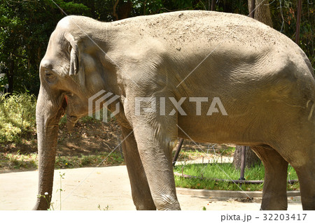 よこはま動物園ズーラシアのインドゾウ 32203417