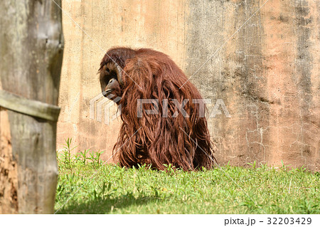 よこはま動物園ズーラシアのオランウータン 32203429