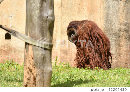 よこはま動物園ズーラシアのオランウータン よこはま動物園ズーラシアのオランウータン 32203430