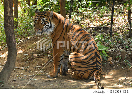 よこはま動物園ズーラシアのスマトラトラ 32203431