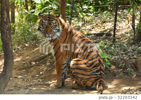 よこはま動物園ズーラシアのスマトラトラ 32203542