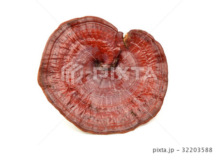 Giant Lingzhi isolated 32203588