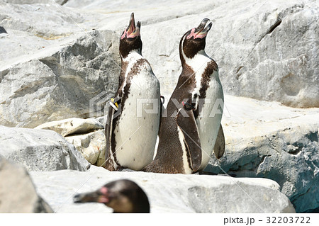 よこはま動物園ズーラシアのフンボルトペンギン 32203722