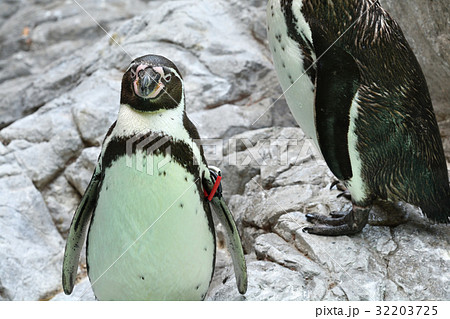 よこはま動物園ズーラシアのフンボルトペンギン 32203725