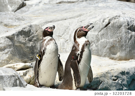 よこはま動物園ズーラシアのフンボルトペンギン 32203728