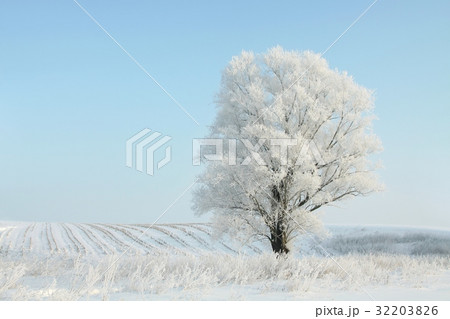 Lonely winter tree covered with frost Lonely winter tree covered with frost 32203826