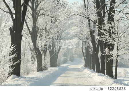 Winter country road among frosted maple trees Winter country road among frosted maple trees 32203828