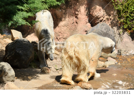 よこはま動物園ズーラシアのホッキョクグマ 32203831