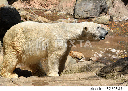 よこはま動物園ズーラシアのホッキョクグマ よこはま動物園ズーラシアのホッキョクグマ 32203834