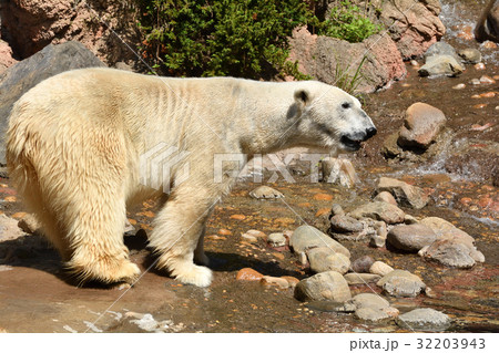 よこはま動物園ズーラシアのホッキョクグマ よこはま動物園ズーラシアのホッキョクグマ 32203943