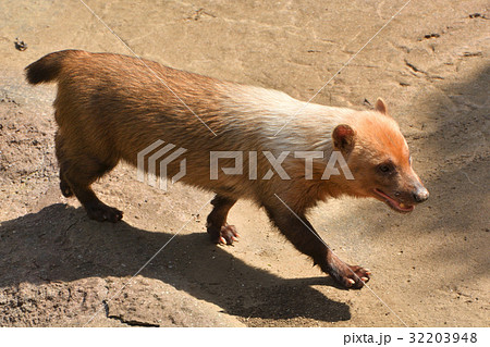 よこはま動物園ズーラシアのヤブイヌ よこはま動物園ズーラシアのヤブイヌ 32203948