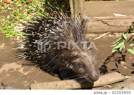 よこはま動物園ズーラシアのアフリカタテガミヤマアラシ 32203950