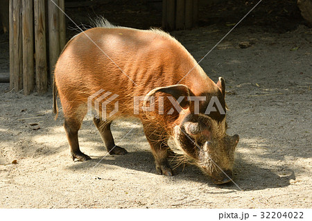 よこはま動物園ズーラシアのアカカワイノシシ 32204022