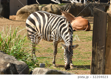 よこはま動物園ズーラシアの写真素材