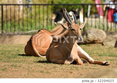 よこはま動物園ズーラシア よこはま動物園ズーラシア 32204025