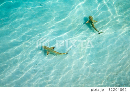 reef shark  32204062