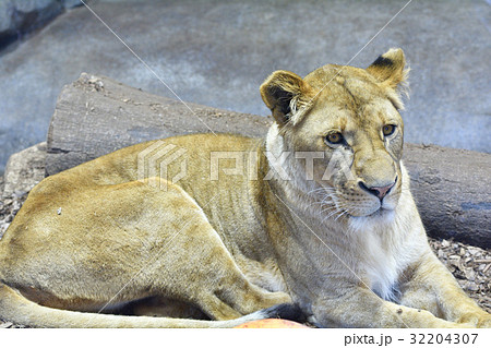 よこはま動物園ズーラシアのライオンの写真素材