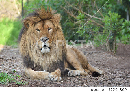 よこはま動物園ズーラシアのライオン よこはま動物園ズーラシアのライオン 32204309