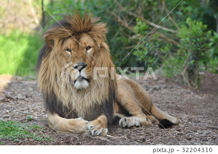 よこはま動物園ズーラシアのライオン 32204310