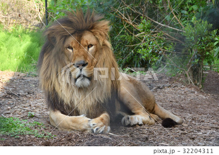 よこはま動物園ズーラシアのライオン 32204311