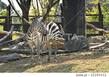 よこはま動物園ズーラシアの写真素材