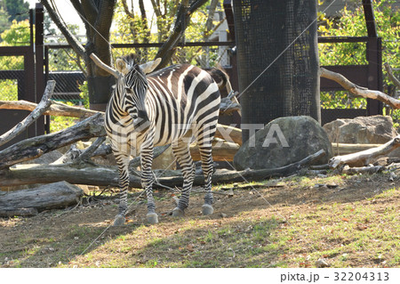 よこはま動物園ズーラシア よこはま動物園ズーラシア 32204313