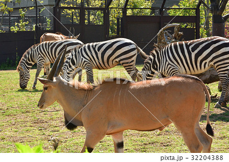 よこはま動物園ズーラシア よこはま動物園ズーラシア 32204388