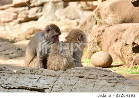 よこはま動物園ズーラシア 32204393