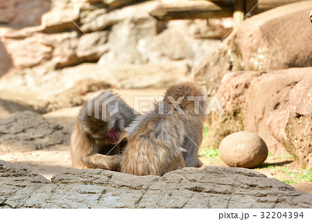 よこはま動物園ズーラシア よこはま動物園ズーラシア 32204394