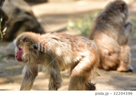 よこはま動物園ズーラシア よこはま動物園ズーラシア 32204396