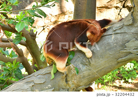 よこはま動物園ズーラシアのセスジキノボリカンガルー 32204432