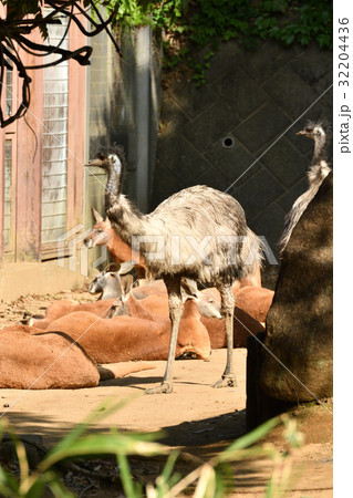 よこはま動物園ズーラシアのアカカンガルーとエミュー よこはま動物園ズーラシアのアカカンガルーとエミュー 32204436