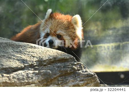 よこはま動物園ズーラシアのレッサーパンダ 32204441
