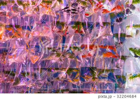 香港 金魚街 香港 金魚街 32204684