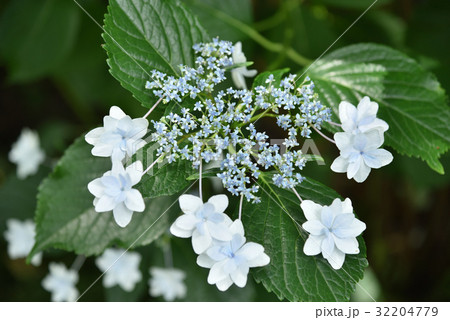紫陽花 紫陽花 32204779