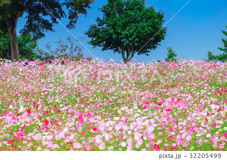コスモスの咲く丘 32205499