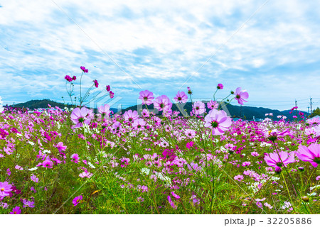 コスモス畑 32205886