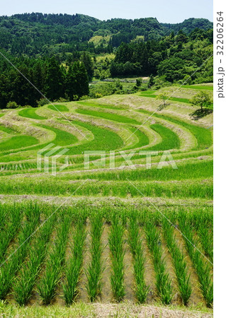 6月　鴨川市09緑の棚田・大山千枚田 32206264