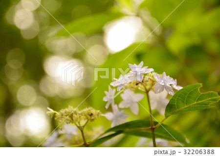 ヤマアジサイ　ーシチダンカー 32206388