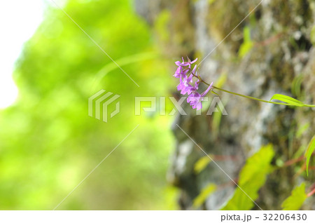 岩壁に咲くニョホウラン　庚申山にて 32206430