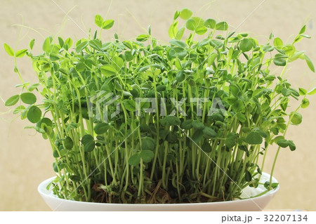 豆苗 豆苗 32207134