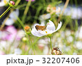 セセリチョウ 32207406