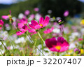 コスモス 32207407