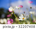 コスモス 32207408