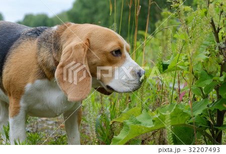 Beagle on a walk in the summer Beagle on a walk in the summer 32207493