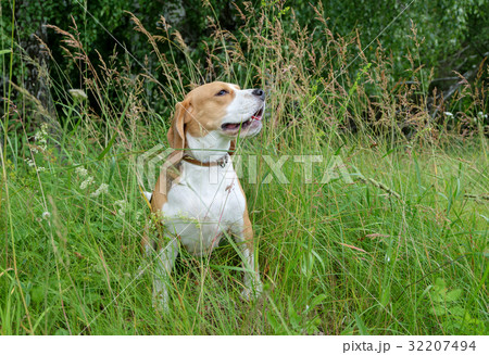 Beagle on a walk in the summer Beagle on a walk in the summer 32207494