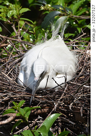 コサギ コサギ 32207527