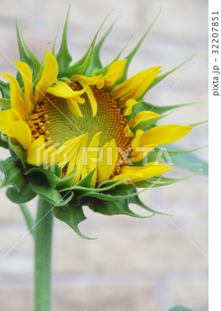 ヒマワリ ヒマワリ 32207851